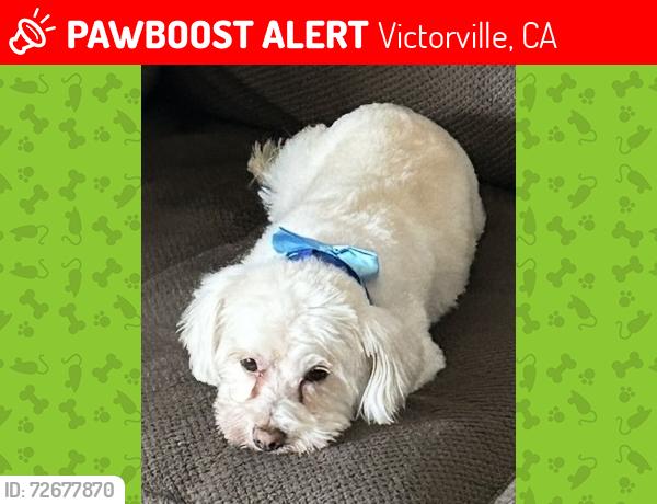 Lost Male Dog last seen El evado, Victorville, CA 92394
