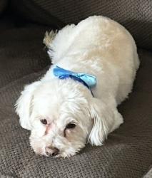 Lost Male Dog last seen El evado, Victorville, CA 92394