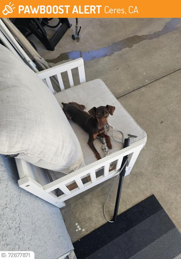 Found/Stray Male Dog last seen Don Pedro oark, Ceres, CA 95307