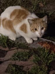 Found/Stray Unknown Cat last seen Betty T Ferguson in Miami Gardens , Miami Gardens, FL 33056