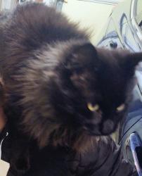 Found/Stray Unknown Cat last seen Goodview School, Goodview, MN 55987