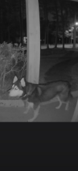 Found/Stray Unknown Dog last seen Crabapple rd & Houze Way, Roswell, GA 30075