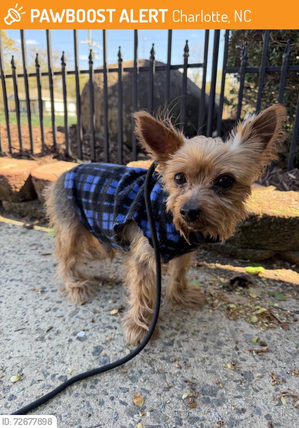 Found/Stray Male Dog last seen Creedmore Hills Neighborhood, Charlotte, NC 28214