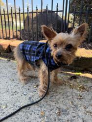 Found/Stray Male Dog last seen Creedmore Hills Neighborhood, Charlotte, NC 28214
