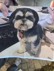 Lost Female Dog last seen Scruggs , North Shore, VA 24121