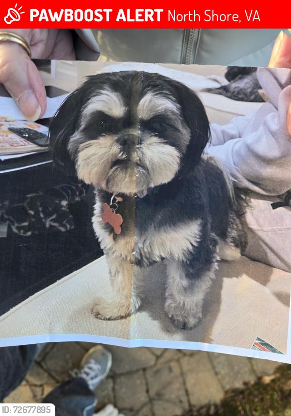Lost Female Dog last seen Scruggs , North Shore, VA 24121