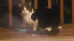 Found/Stray Unknown Cat last seen Across at Meltabarger Ln. Seen in backyard, Knoxville, TN 37932