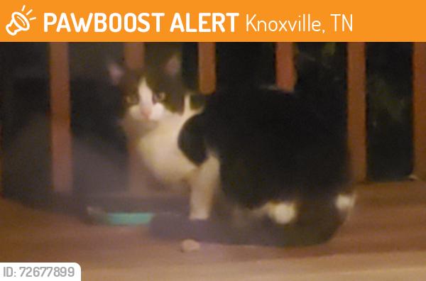 Found/Stray Unknown Cat last seen Across at Meltabarger Ln. Seen in backyard, Knoxville, TN 37932