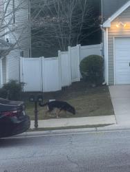 Found/Stray Male Dog last seen substation 4 way stop., Dallas, GA 30157