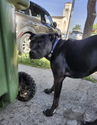 Lost Male Dog last seen Santa Monica Boulevard and Normandie, Los Angeles, CA 90029