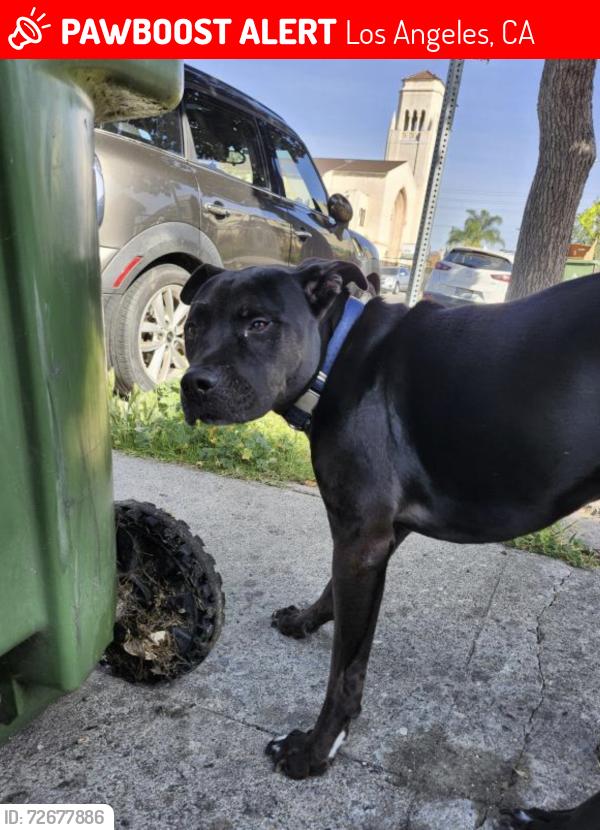 Lost Male Dog last seen Santa Monica Boulevard and Normandie, Los Angeles, CA 90029