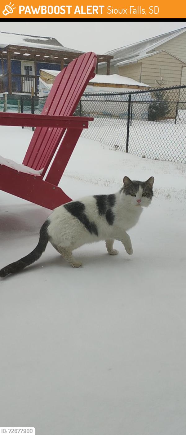 Found/Stray Unknown Cat last seen Holbrook , Sioux Falls, SD 57107