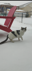 Found/Stray Unknown Cat last seen Holbrook , Sioux Falls, SD 57107
