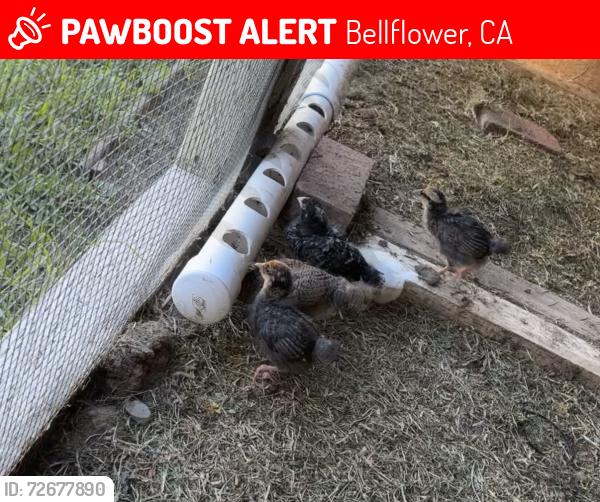 Lost Female Bird last seen Ardmore and flower, Bellflower, CA 90706