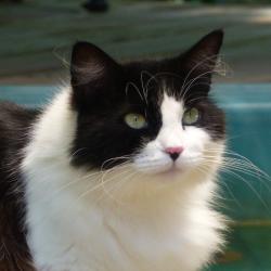 Lost Female Cat last seen Champions Park Drive & Coral Ridge Road, Houston, TX 77069, Champions Park, TX 77069