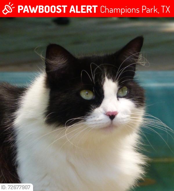 Lost Female Cat last seen Champions Park Drive & Coral Ridge Road, Houston, TX 77069, Champions Park, TX 77069