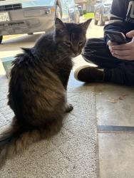 Found/Stray Unknown Cat last seen Dixie Farm Rd, Houston, TX 77034