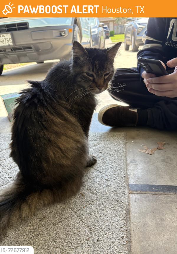 Found/Stray Unknown Cat last seen Dixie Farm Rd, Houston, TX 77034