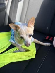 Found/Stray Male Dog last seen Broad rock , Richmond, VA 23224