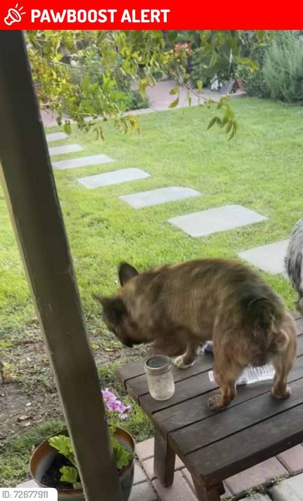 Lost Male Dog last seen 1st street & Alessandro , Riverside County, CA 92567