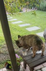 Lost Male Dog last seen 1st street & Alessandro , Riverside County, CA 92567