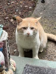 Found/Stray Unknown Cat last seen Near my place, Federal Way, WA 98003