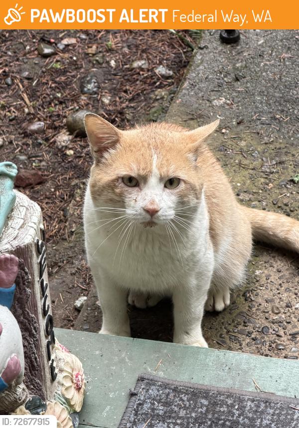 Found/Stray Unknown Cat last seen Near my place, Federal Way, WA 98003