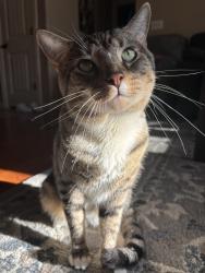 Lost Male Cat last seen Serenity st / Soltude st / Don tyson pkwy , Springdale, AR 72764