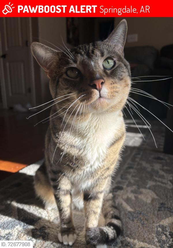 Lost Male Cat last seen Serenity st / Soltude st / Don tyson pkwy , Springdale, AR 72764