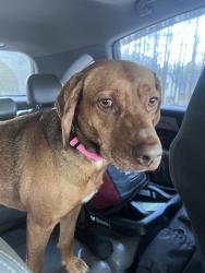 Found/Stray Female Dog last seen Ramsey Road, Sharon, SC 29742