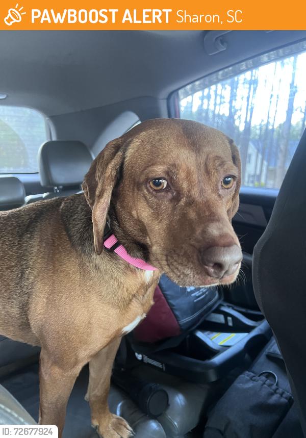 Found/Stray Female Dog last seen Ramsey Road, Sharon, SC 29742