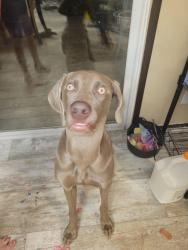Found/Stray Female Dog last seen Fm 1694, Robstown, TX 78380