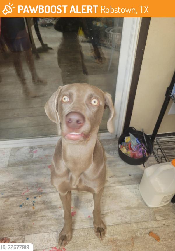Found/Stray Female Dog last seen Fm 1694, Robstown, TX 78380