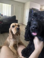 Found/Stray Female Dog last seen Fullerton, Fullerton, CA 92833