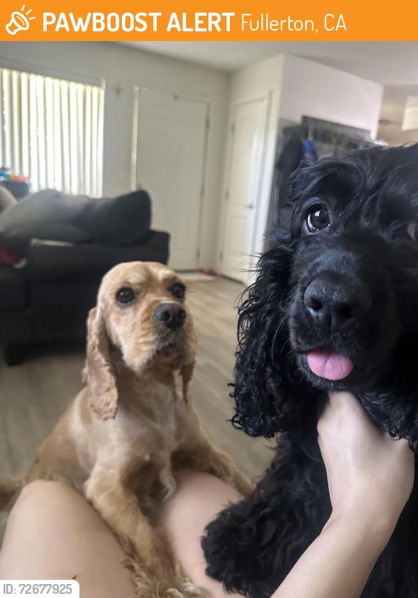 Found/Stray Female Dog last seen Fullerton, Fullerton, CA 92833