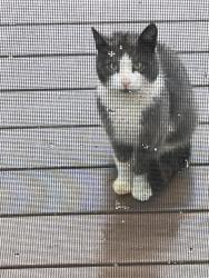 Found/Stray Unknown Cat last seen Nichol’s Avenue, Stratford, CT 06614