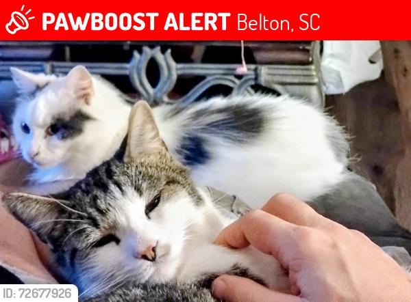 Lost Female Cat last seen Robin Ct and Glenwood St Ext , Belton, SC 29627