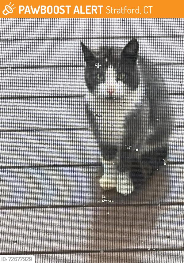 Found/Stray Unknown Cat last seen Nichol’s Avenue, Stratford, CT 06614