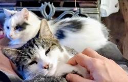 Lost Female Cat last seen Robin Ct and Glenwood St Ext , Belton, SC 29627
