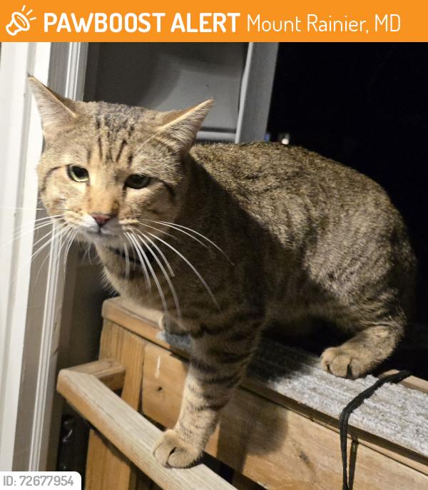Found/Stray Male Cat last seen 28th & Taylor , Mount Rainier, MD 20712
