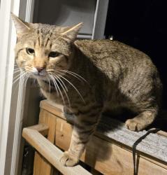 Found/Stray Male Cat last seen 28th & Taylor , Mount Rainier, MD 20712