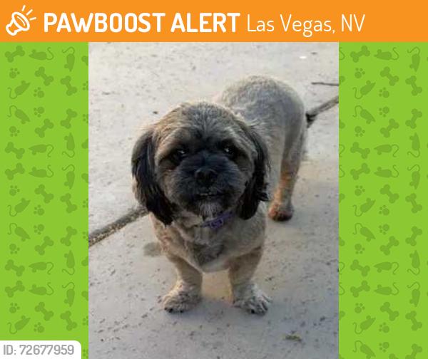 Found/Stray Unknown Cat last seen Via De Palma near Decatur Las VegasNV, Las Vegas, NV 89146