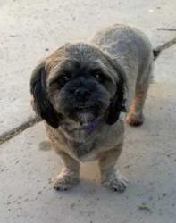 Found/Stray Unknown Cat last seen Via De Palma near Decatur Las VegasNV, Las Vegas, NV 89146