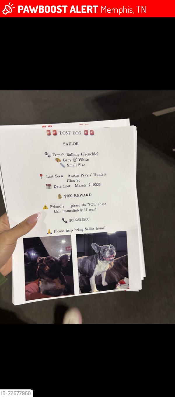 Lost Female Dog last seen Austin pwy , Memphis, TN 38128