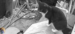 Found/Stray Unknown Cat last seen Manila Road goshen, Goshen, OH 45122