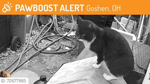 Found/Stray Unknown Cat last seen Manila Road goshen, Goshen, OH 45122