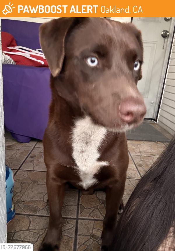 Found/Stray Male Dog last seen Lisbon Ave, Oakland, CA 94606