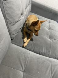 Lost Male Dog last seen Cutler bay, Cutler Bay, FL 33189