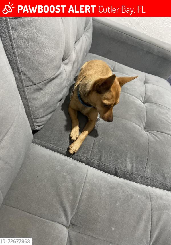Lost Male Dog last seen Cutler bay, Cutler Bay, FL 33189