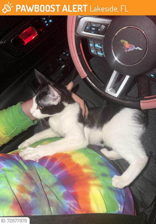 Found/Stray Male Cat last seen Loango and Calvados , Lakeside, FL 32065